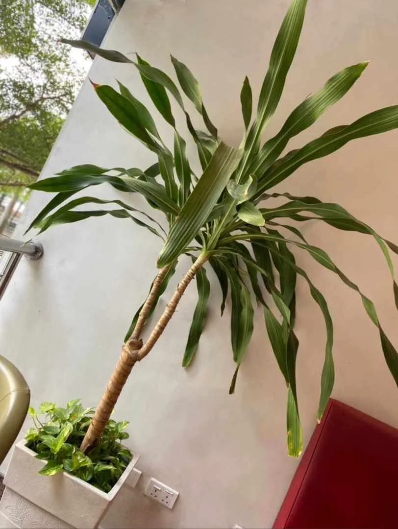 A leafy potted plant in an interior space